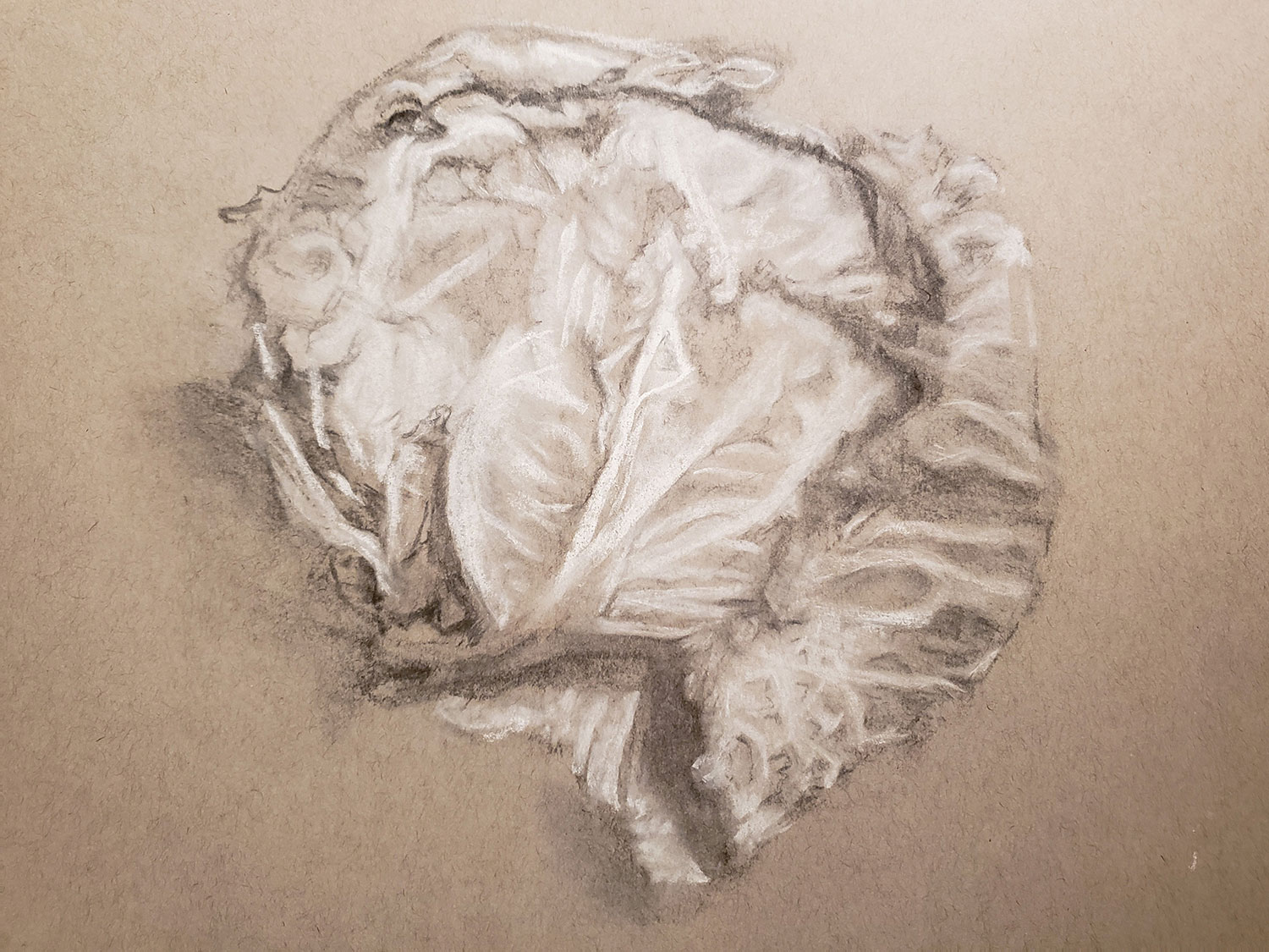 Green Cabbage, Charcoal